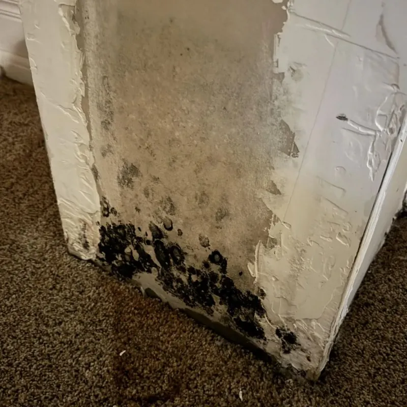 Professional Mold Removal in Buena Vista, VA